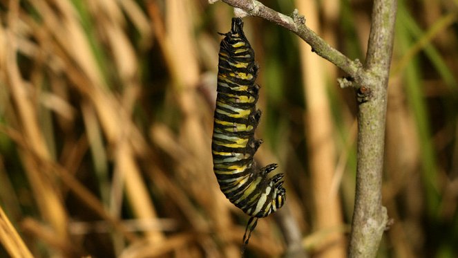 Great Migrations - Photos