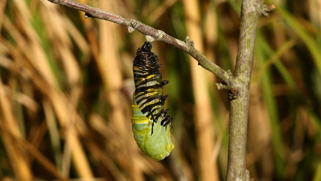 Great Migrations - Photos