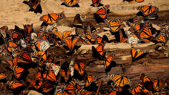 Great Migrations - Das große Wunder der Tierwanderungen - Filmfotos