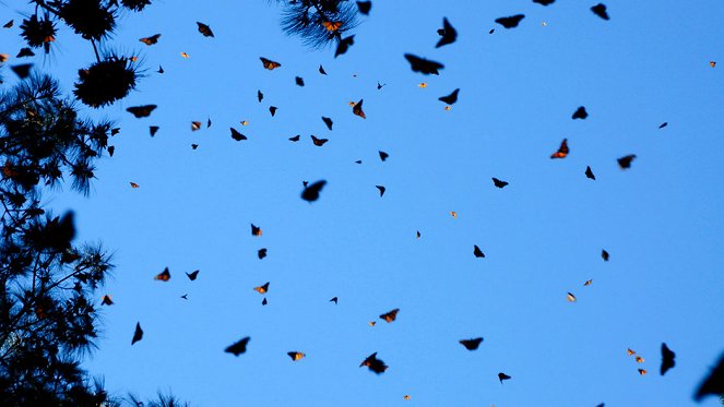 Great Migrations - Photos