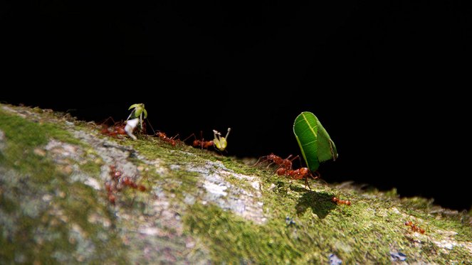 Great Migrations - Photos