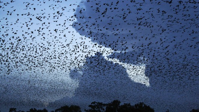 Great Migrations - Photos