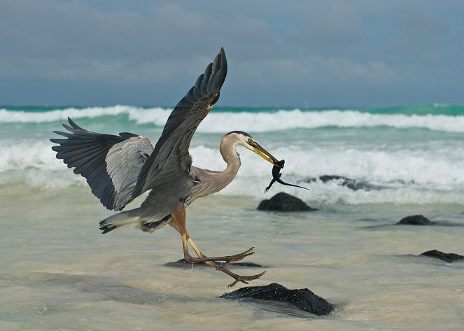 Galapagos with David Attenborough - Kuvat elokuvasta