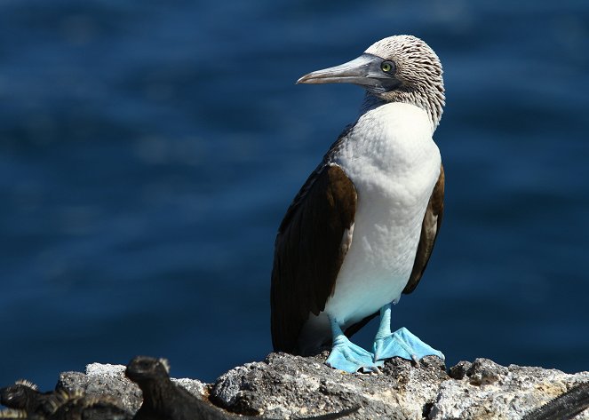 Galapagos - Eine Inselgruppe verändert die Welt - Filmfotos