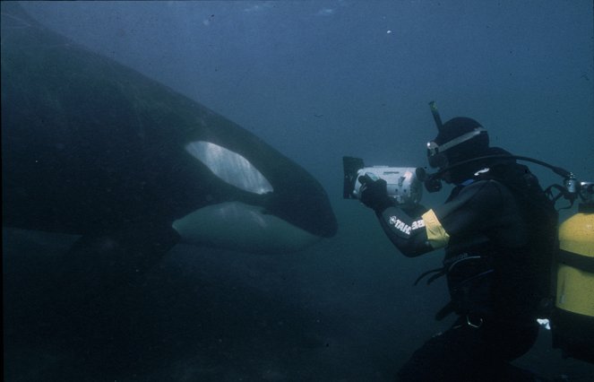 A Man among Orcas - Photos
