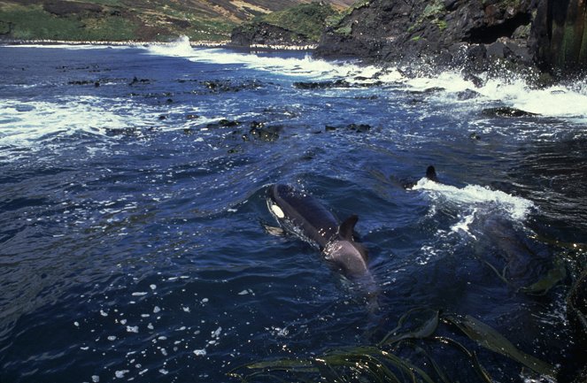 A Man among Orcas - Filmfotók
