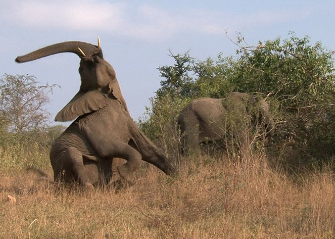 Incroyable faune d’Afrique - De la película