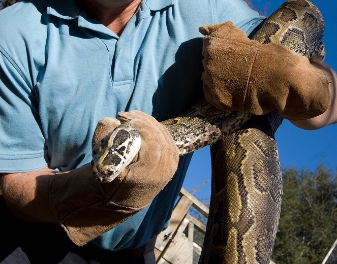 Man Eating Super Snake - Photos