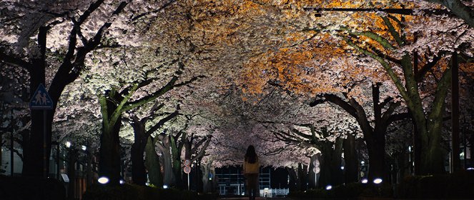 Sakura namiki no mankai no shita ni - Kuvat elokuvasta