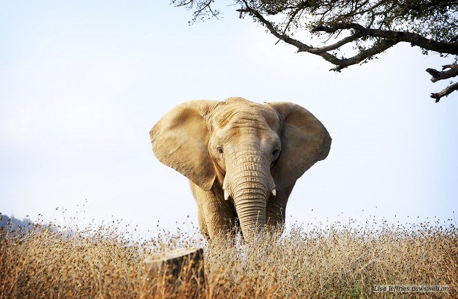 An Apology to Elephants - Filmfotók