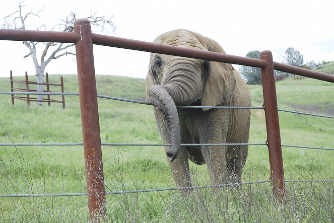 An Apology to Elephants - Photos