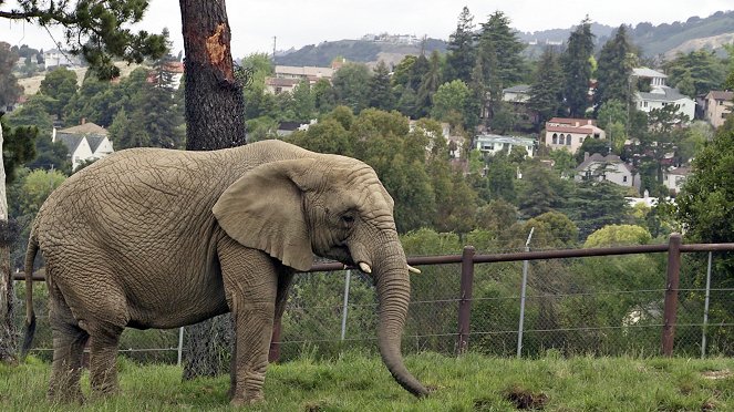 An Apology to Elephants - Photos