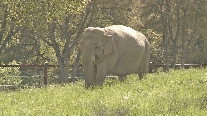 Ein Plädoyer für Elefanten - Filmfotos