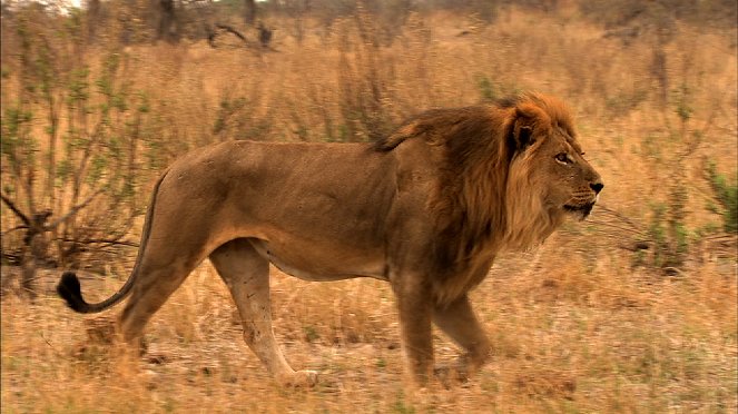 Lions and Giants - Kuvat elokuvasta