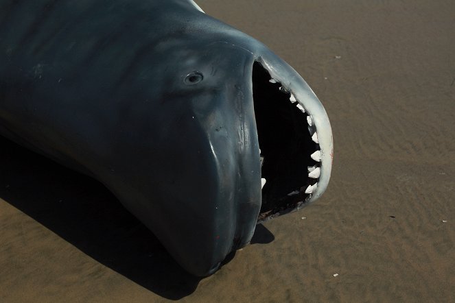 Nevyzpytatelní žraloci - Z filmu