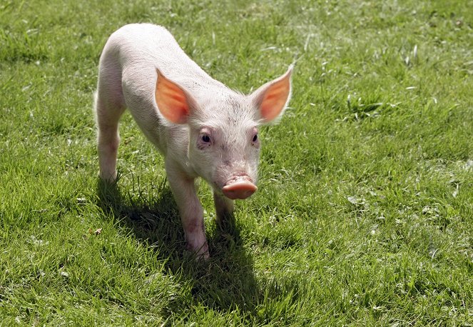 Rennschwein Rudi Rüssel - Z filmu - Rudi