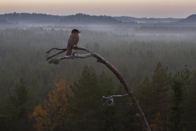 Metsän tarina - De la película