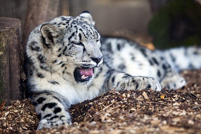 Snow Leopards of Leafy London - Z filmu