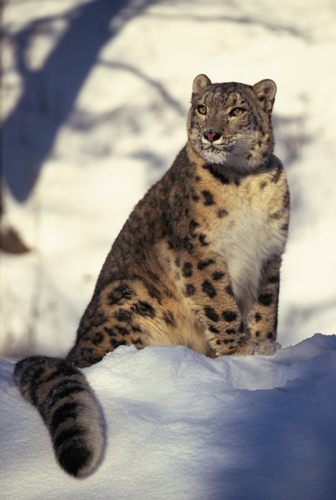 Searching For The Snow Leopard - De la película