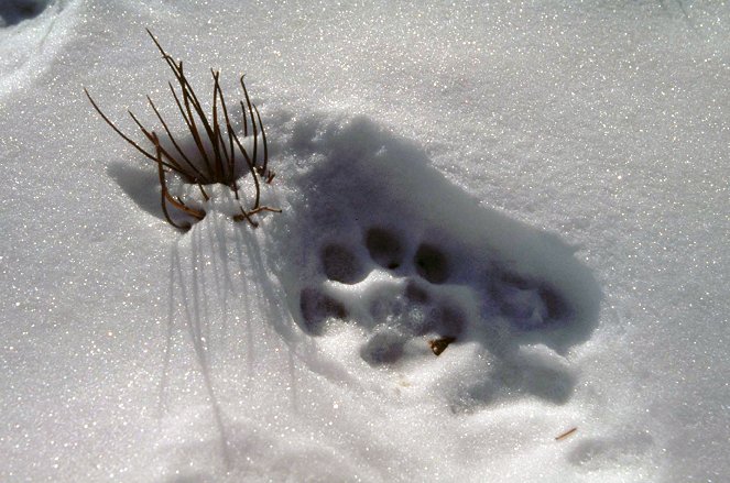 Auf den Spuren des Schneeleoparden - Filmfotos