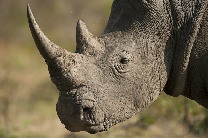 Battleground: Rhino Wars - Do filme
