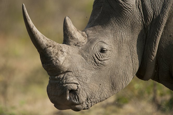 Rhino Wars - Kampf den Wilderern - Filmfotos