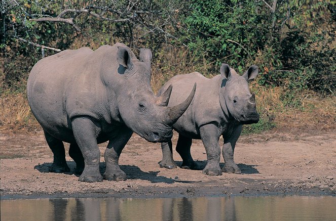 Battleground: Rhino Wars - De la película