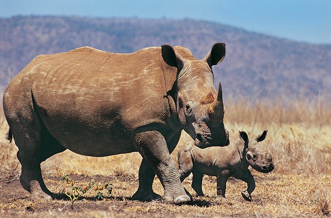 Rhino Wars - Kampf den Wilderern - Filmfotos