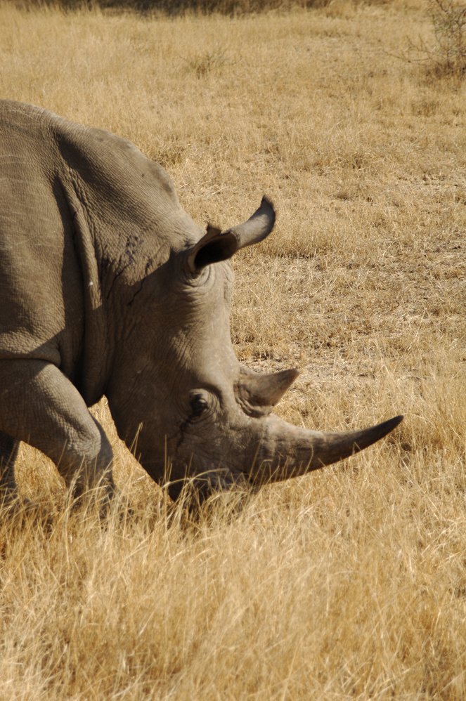 Rhino Wars - Kampf den Wilderern - Filmfotos