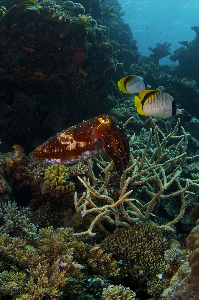 La gran barrera de coral - De la película