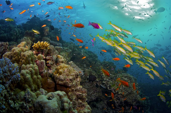 Great Barrier Reef - Kuvat elokuvasta