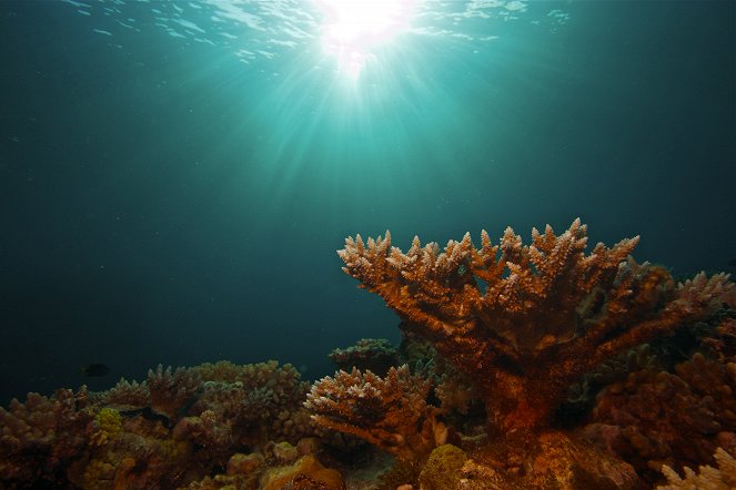 Veľká koralová bariéra - Z filmu