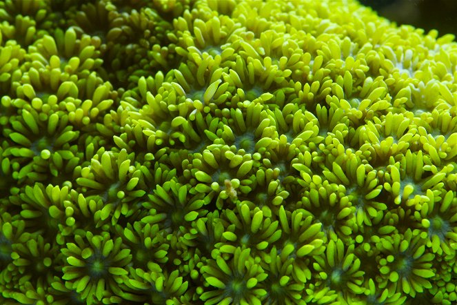 Great Barrier Reef - De la película