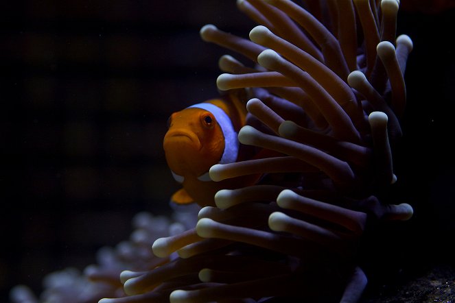 Great Barrier Reef - De la película