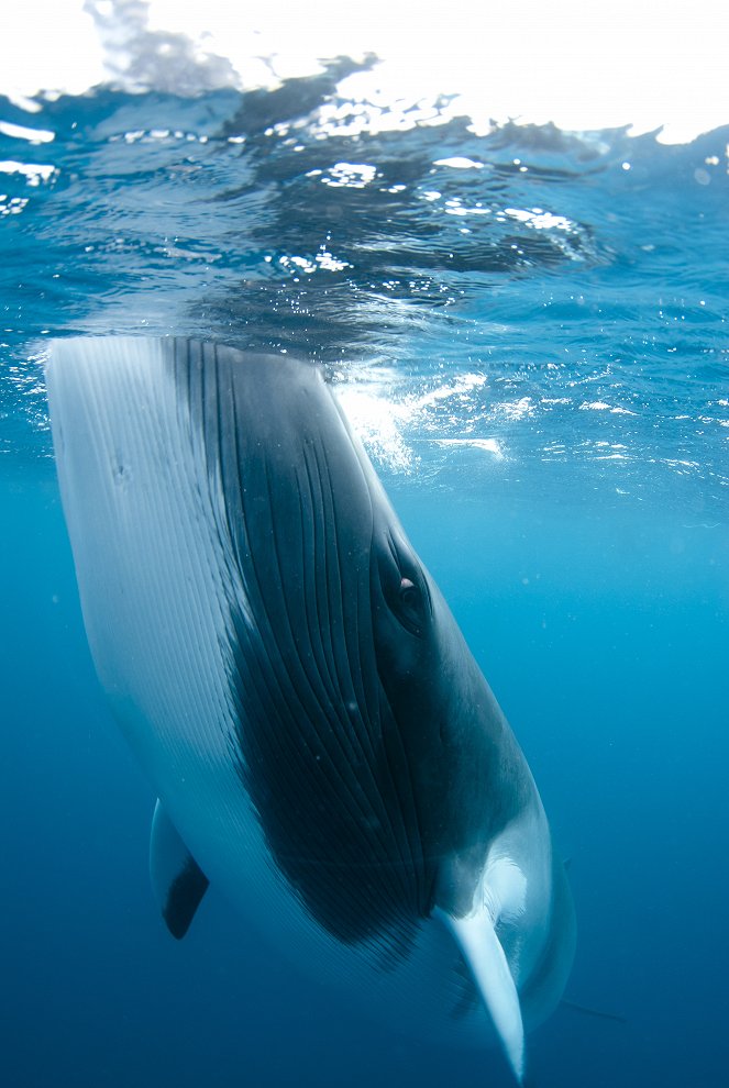 Great Barrier Reef - Photos