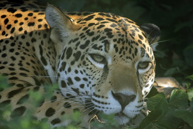 Kampf der Raubkatzen – Löwe gegen Gepard - Filmfotos