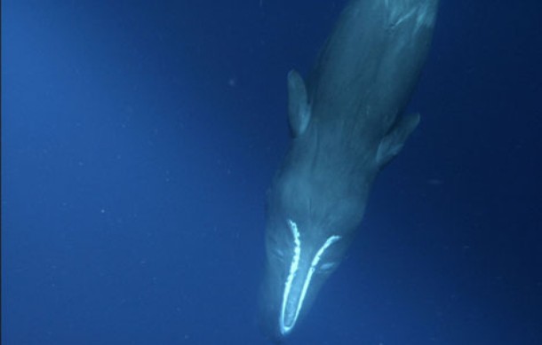 Squid Vs Whale - Film