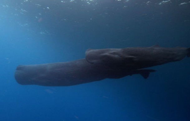 Squid Vs Whale - Photos