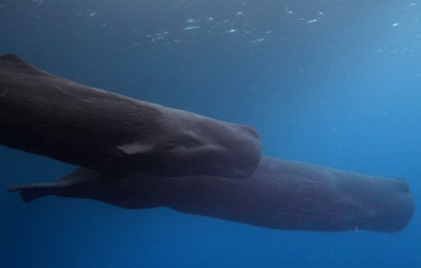 Squid Vs Whale - Photos