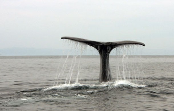 Squid Vs Whale - De filmes