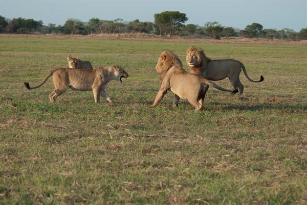 Die Löwen der Busanga-Sümpfe - Filmfotos