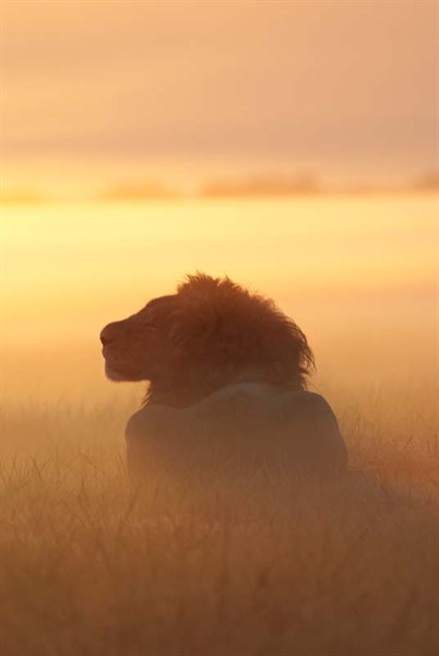 Die Löwen der Busanga-Sümpfe - Filmfotos