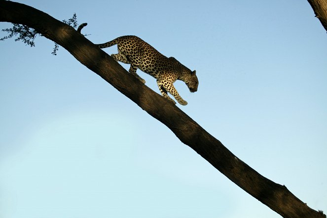 A kétballábas leopárd - Filmfotók