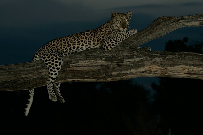 Erste Schritte - Ein Leopardenleben - Filmfotos