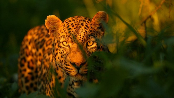 The Unlikely Leopard - Photos