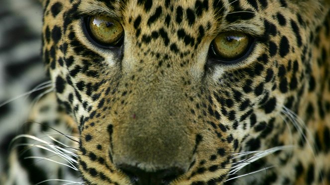 The Unlikely Leopard - De la película