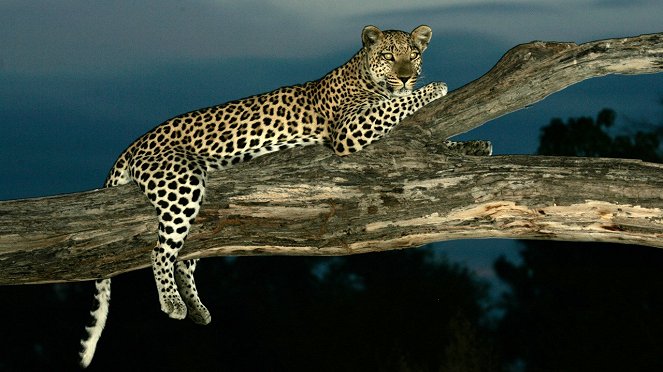 The Unlikely Leopard - Photos