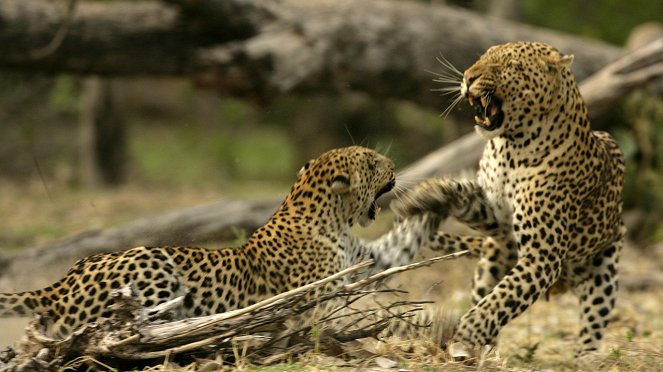The Unlikely Leopard - De la película