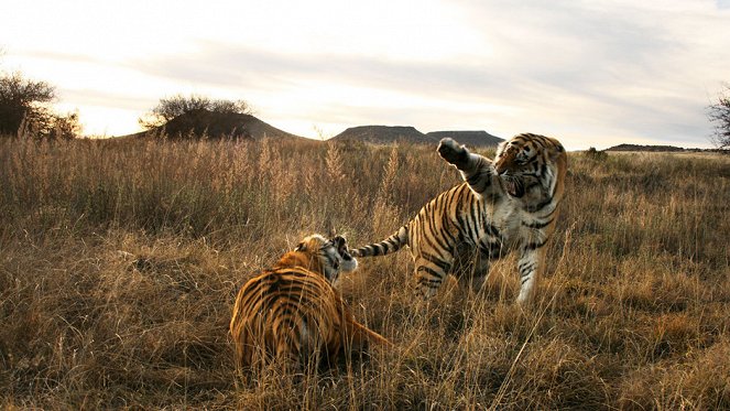 Tiger Man of Africa - Photos