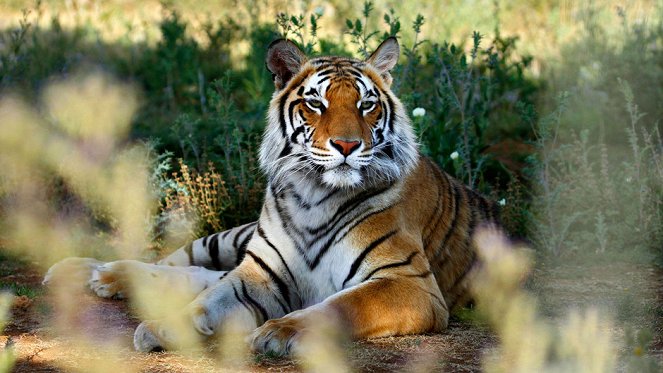 Tiger Man of Africa - Photos